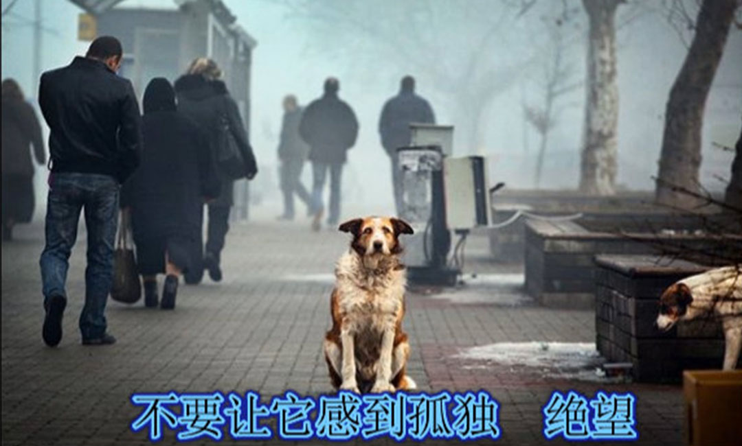 青浦青浦爱影圈微博微信转发案例